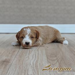 Lasagna (Red Collar) - Cream female Goldendoodle puppy in Guthrie, Oklahoma from Edmond Doodles, LLC