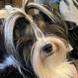 Arabella - Biewer Terrier