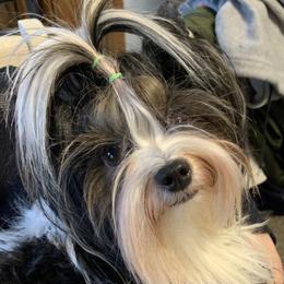Arabella - Biewer Terrier