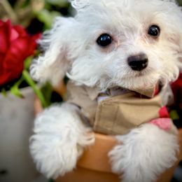 Hercules - White male Bichon Frise puppy in Upland, California from Prime Paradise Kennel