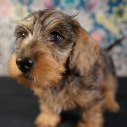 Dachshund Puppies from Shining A Lowriders & Co.