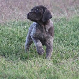 German Shorthaired Pointer and Vizsla Puppies from Big Country Kennels
