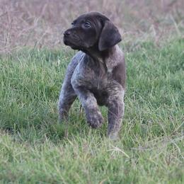 German Shorthaired Pointer and Vizsla Puppies from Big Country Kennels