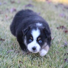 Australian Shepherd and Miniature Australian Shepherd Puppies from Canyon Creek Aussies