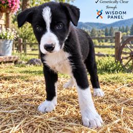 Dude - Black and white male Border Collie puppy in Lakeport, California from Akins Aussies/Wild Rose Ranch