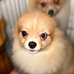 Dasher - Orange sable male Pomeranian puppy in Gilmer, Texas from Fairchild Fancy Pomeranians and Coachella Pomeranians
