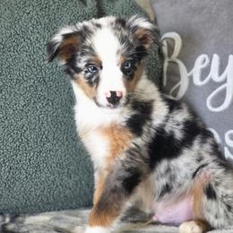 Crunch - Blue merle male Miniature Australian Shepherd puppy in Killen, Alabama from Wilkers Wholehearted Mini Aussies
