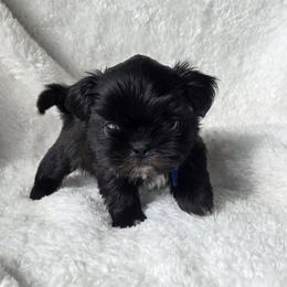 Blue Collar - Black male Shih Tzu puppy in Waynesboro, Pennsylvania from Big Win Shih Tzus