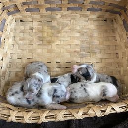 Miniature Australian Shepherd Puppies from Rolling Oaks Farm