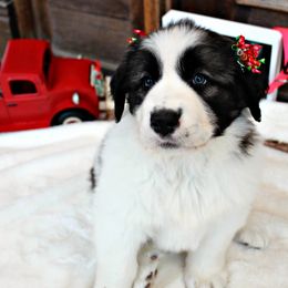 Pyrenean Mastiff Puppies from Estrella Polar Pyrenean Mastiffs