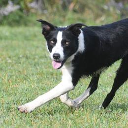 Max - Border Collie