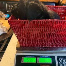 Zeus - Black male Labrador Retriever puppy in Charleston, Maine from Puddledock Pups