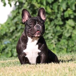 Monnie - French Bulldog