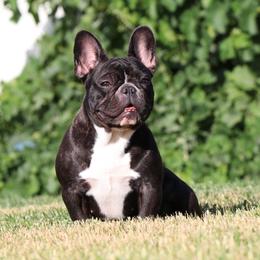 Monnie - French Bulldog