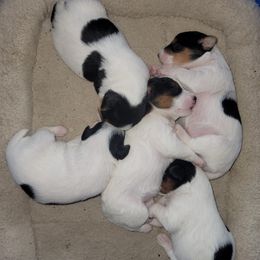 Russell Terriers from JTR Puppies
