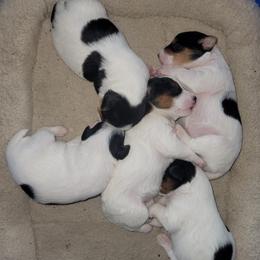Russell Terriers from JTR Puppies