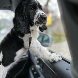 English Springer Spaniel Puppies from Hillsboro Springers