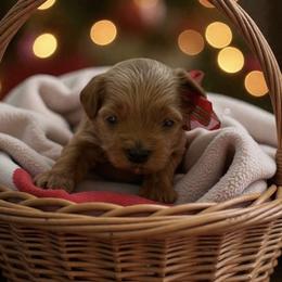 Arctic - Cafe au lait male Maltipoo puppy in St. George, Utah from Winchester Hills Poodles and Doodles