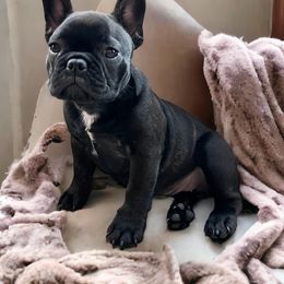 Brioche - Brindle and white French Bulldog puppy in Ohio from Legend French Bulldogs