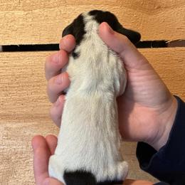 Male 4 - Black and white male Basset Hound puppy in Lindley, New York from Hill Top Basset Hounds & Cane Corso