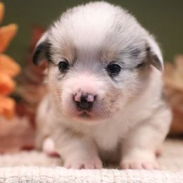 Oberlin - Blue merle and white male American Corgi puppy in Plains, Montana from Diamond Corgis