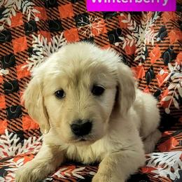 Winterberry - Light golden female Golden Retriever puppy in Fithian, Illinois from LOMAH Retrievers