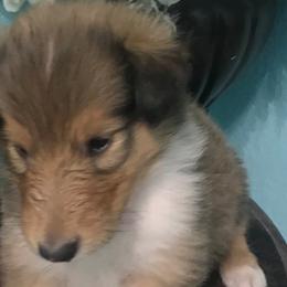 Collies from Regal Lassie's