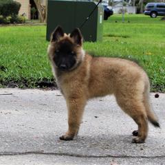Belgian Tervuren Puppies from Kanna Belgian Tervuren