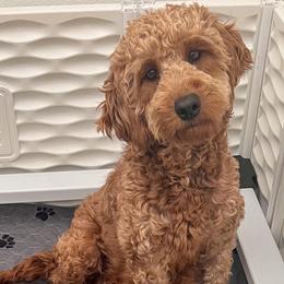 Honey - Goldendoodle