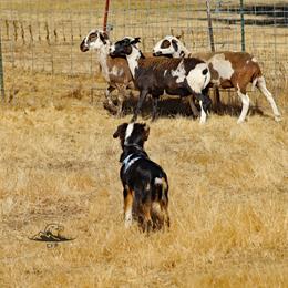 English Shepherd Puppies from Mondurles English Shepherds