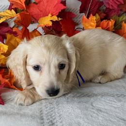 Kevin - Cream male Dachshund puppy in Bartow, Florida from Buck Fifty Ranch doxies