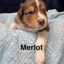 Merlot - Red tri-color male Australian Shepherd puppy in Wrightstown, New Jersey from Hartzland Farm Australian Shepherds