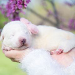 Maremma Sheepdog puppies from 2J 2K Border Collies | Maremma Sheepdogs