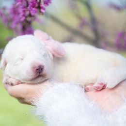Maremma Sheepdog puppies from 2J 2K Border Collies | Maremma Sheepdogs