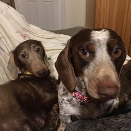 Dachshunds from Weenie Dog Acres