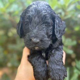 Hazel - Black and white female Springerdoodle puppy in Statham, Georgia from Georgia Springerdoodles