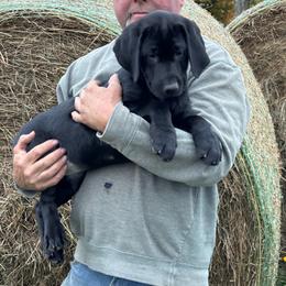 Female 4 - Black female Labrador Retriever puppy in Centerville, Pennsylvania from Rose Haven Farm