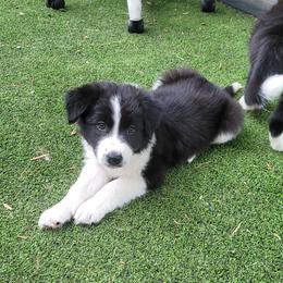 Night - Black and white male Border Collie puppy in Morgan, Texas from Shooting Star Ranch