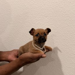 Coco - Chocolate sabled fawn female Chihuahua puppy in Burleson, Texas from Tiny Diiamond Chihuahua