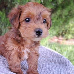 Maltipoos, Yorkipoos, and Yorkshire Terriers from Crimson Dessert Yorkiepoos