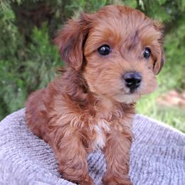 Maltipoos, Yorkipoos, and Yorkshire Terriers from Crimson Dessert Yorkiepoos