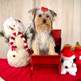 Lucky - Black and tan male Yorkshire Terrier puppy in Roseville, California from Blueberry Brook Yorkies