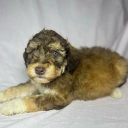Boy 2 - Red male Aussiedoodle puppy in Alabama from SBA Aussies