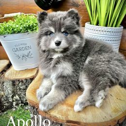 Pomsky Puppies from Blue Ridge Pomsky