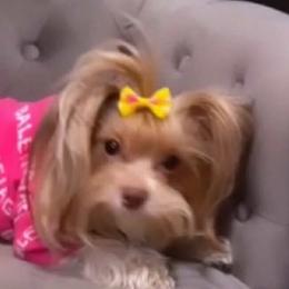 Shih Tzus, Yorkipoos, and Yorkshire Terriers from Noir Luxe Litters of NJ