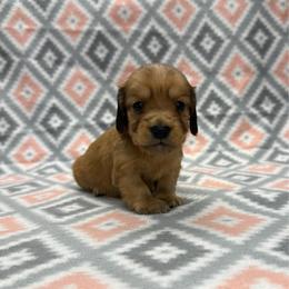 BOY 2 - Red male Dachshund puppy in Hoover, Alabama from Tide Town Doxies