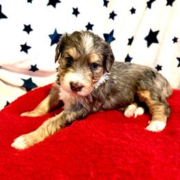 Leanne - female Golden Mountain Doodle puppy in Victoria, Texas from Deidre's Doodles