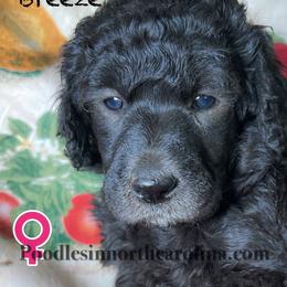 Breeze - Silver female Poodle puppy in Greenville, North Carolina from Grace Poodles