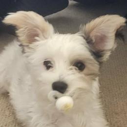 Pix - Yorkshire Terrier