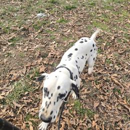 Yuki - White and black female Dalmatian puppy in Thayer, Missouri from Spotty Bottom Dalmatians